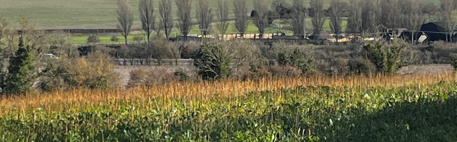 Alton countryside