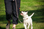 Person with a dog on a lead