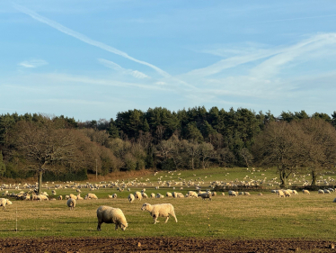 sheep in field