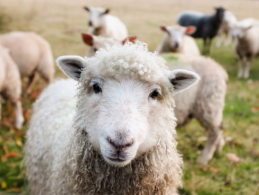 sheep in field